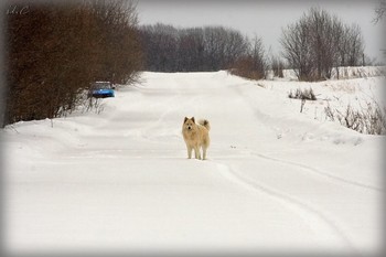 &nbsp; / Я нашел здесь руду, я нашел здесь любовь, я пытаюсь забыть, забываю и вновь
Вспоминаю собаку, она, как звезда, ну и пусть…