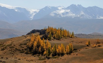 Осенний хоровод. / Лиственницы осенние на фоне снежного склона.