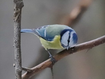 лазоревка / ***