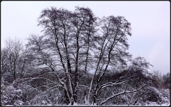  / at evening - trees and meadiow in snow and frost
