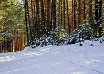 В зимнем лесу... / Солнечный день