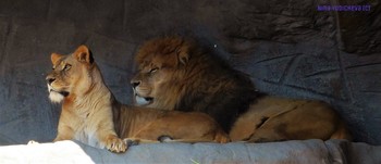 Лев и львица / Альбом «Животные, рыбы»: http://fotokto.ru/id156888/photo?album=59867
Из Википедии:
&quot;Зоопарк Хагенбека (нем. Tierpark Hagenbeck) — зоопарк, расположенный в немецком городе Гамбурге. Он был открыт 7 мая 1907 года и стал первым в мире зоопарком, в котором для животных были воссозданы природные условия их обитания — деревья, водоёмы, скалы.

Основатель зоопарка Карл Хагенбек был учёным, коммерсантом и дрессировщиком. У него был свой цирк и он занимался торговлей дикими животными. В настоящее время зоопарк находится в частной собственности и принадлежит семье Хагенбек. Площадь зоопарка составляет 25 га. Он представляет собой сеть из троп и дорожек протяженностью около 7 км, прогуливаясь по которым можно увидеть 210 видов животных. У главного входа в зоопарк расположен тропический аквариум с 290 видами животных и пресмыкающихся.
Слайд-шоу о зоопарке:

https://www.youtube.com/watch?v=Ms1GfBntMoE