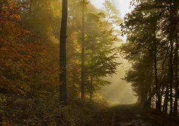 Туман и Солнце / Осенний лесной пейзаж