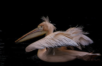   / Удивлённый пеликан