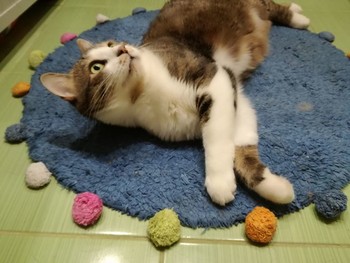 Кот на синем коврике / Фото домашнего кота
