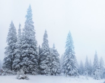 Хвойный зимний лес / Национальный парк Зюраткуль