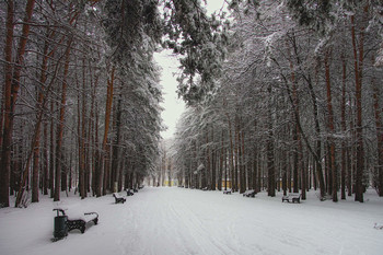 Под белым покрывалом января / Первый снег зимы