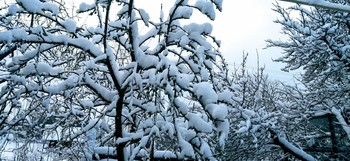 ДЕРЕВЬЯ В СНЕГУ / Деревья в снегу утопают.
Красива ты всё же, зима.
И взгляд оторвать невозможно
Так дивна и чудна ты вся.