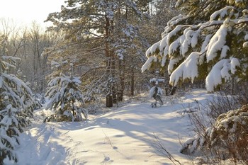 В зимнем лесу / ...