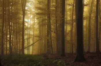 Лес просыпается / Утренний лесной пейзаж . Солнце и туман ..