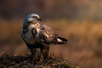 &nbsp; / A buzzard sitting in the morning light