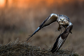 &nbsp; / A rough-legged buzzard makes a hasty take-off after a meal