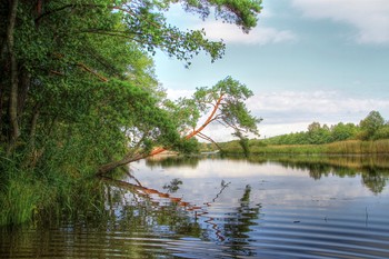 У реки / Сосна