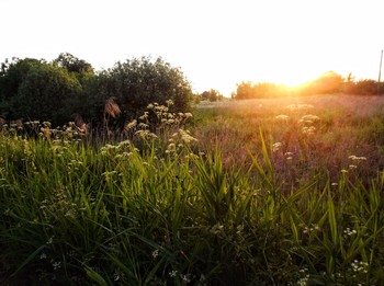 КРАСКИ ЛЕТА / вспоминая лето