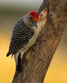 &nbsp; / Red-bellied Woodpecker