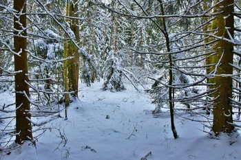 &quot;Зимний лес в объятьях тишины ...&quot; / &quot;Зимний лес в объятьях тишины
 Задремал, укутав ветки снегом ...&quot;