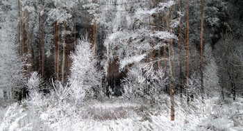 Зимняя сказка / Зимний леса взгляд