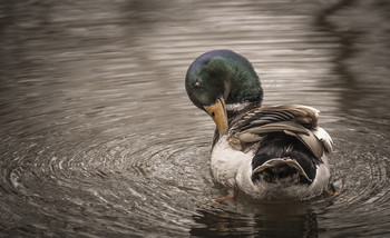 duck portrait / Find me also at https://arnaubolet.wixsite.com/photography - https://www.clickasnap.com/ArnauBolet - https://twitter.com/BoletArnau and https://www.instagram.com/arnau_bolet_photography/?hl=es