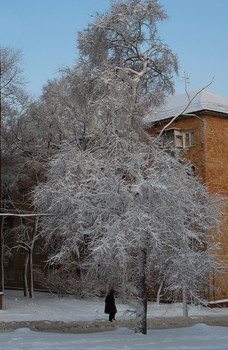 Зимняя сказка / Заснеженное дерево