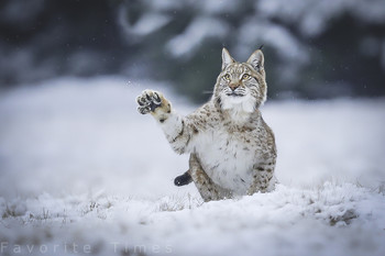 &nbsp; / lynx in the snow
