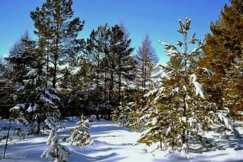 Зимняя сказка / ...