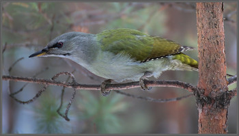 Седая дама / Самка седого дятла