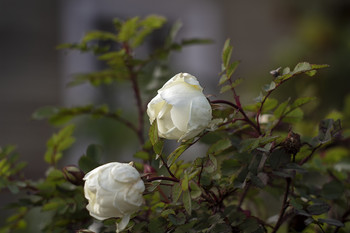 осенние розы / розы, гелиос 40