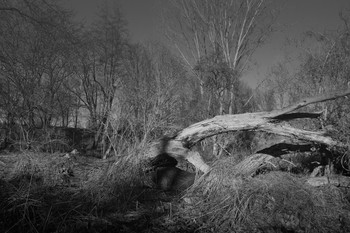 &nbsp; / Dead tree in a dry lake.
Everything ends!