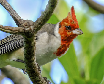 &nbsp; / Red Crested Cardinal