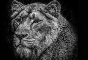  / Female lion Bristol Zoo, natural light