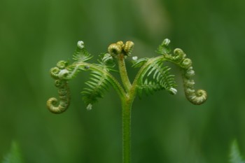 &nbsp; / Fern sprout centered and focus on foreground on green background