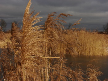 Камыш / Камыш