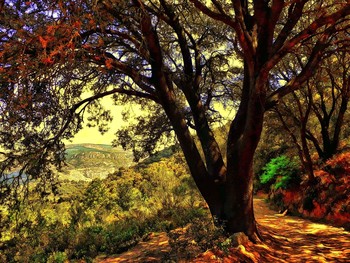 &nbsp; / camí a Puigcerver (ermita) - Baix Camp