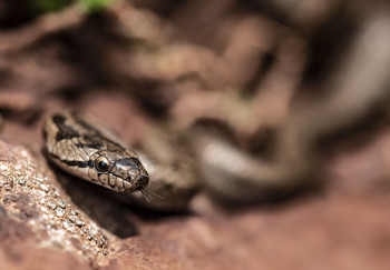  / Shot of a wild snake at the Catalan Pyrenees.
Find more photos at MY WEBSITE, CLICKASNAP and at TWITTER