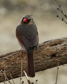&nbsp; / Northern Cardinal female
