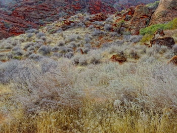 &nbsp; / Red Cliffs National Conservation Area, Utah, USA