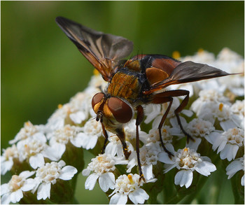 Пестрокрылка. / Обычно назойливые мухи вызывают раздражение. Однако порой они довольно привлекательные.