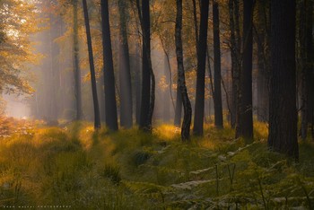 Gifts of nature. / A golden morning in the forests.