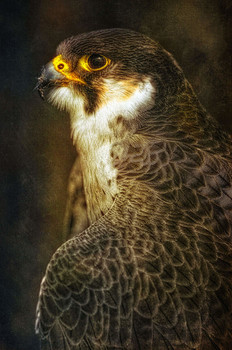 Speed King / Peregrine Falcon