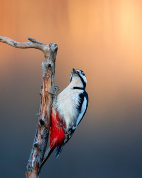 &nbsp; / While we were waiting in hide for eagles or other raptors to come we had a visit by this fellow. Beautiful bird.