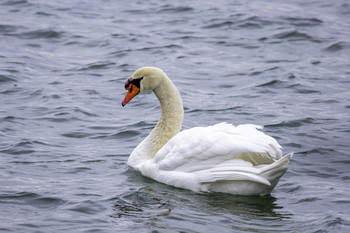 &nbsp; / The river had several pairs just like this white swan