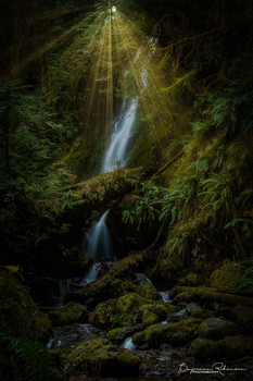 / Morning light rays breaking through the trees at Merriman Fall in Quinault, Washington
