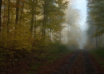 Уходи туман .... / Туманный ноябрь . Осенний пейзаж .