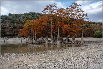 Красота болотных кипарисов. / Роща болотных кипарисов находится на озере Сукко близ Анапы. Снято в октябре 2019 года. Рыжий цвет хвои этих деревьев в это время года - их естественное состояние. Летом снова будут зелёными.