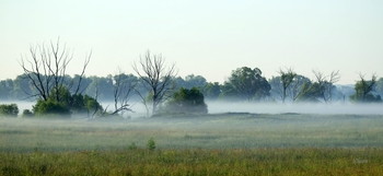 Низко стелется туман. / Летнее утро в поле. Юго-восток Московской области.