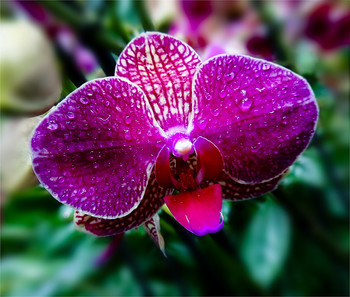 &nbsp; / &quot;&quot;&quot;