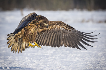 &nbsp; / Seeadler im Schnee