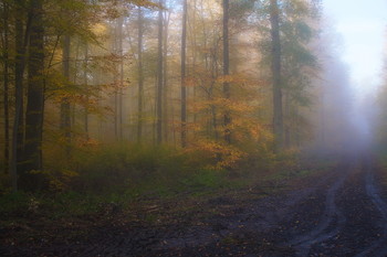 По дороге в осень... / Осенний лесной пейзаж .Туманным утром .