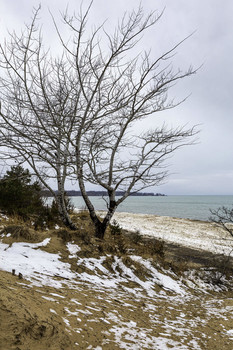 &nbsp; / The trees on the dunes in the winter give the scene an awesome look