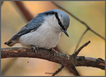 - Да когда же эта ненасытная белка лопнет от обжорства?!!! / Поползень. Внизу кормушка. В кормушке засела белка и никого не пускает